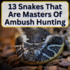 Snakes That Are Masters Of Ambush Hunting