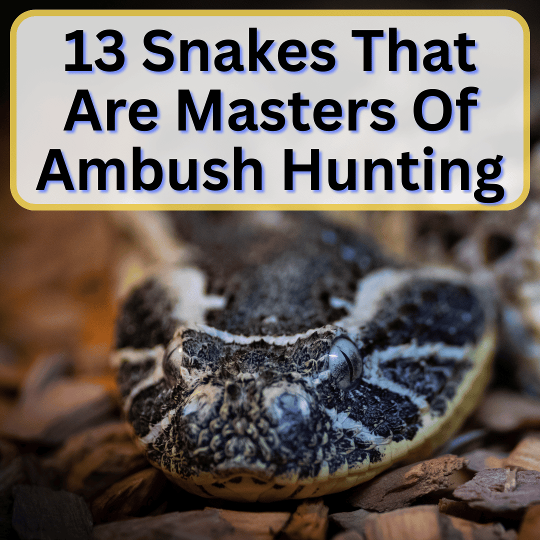 Snakes That Are Masters Of Ambush Hunting