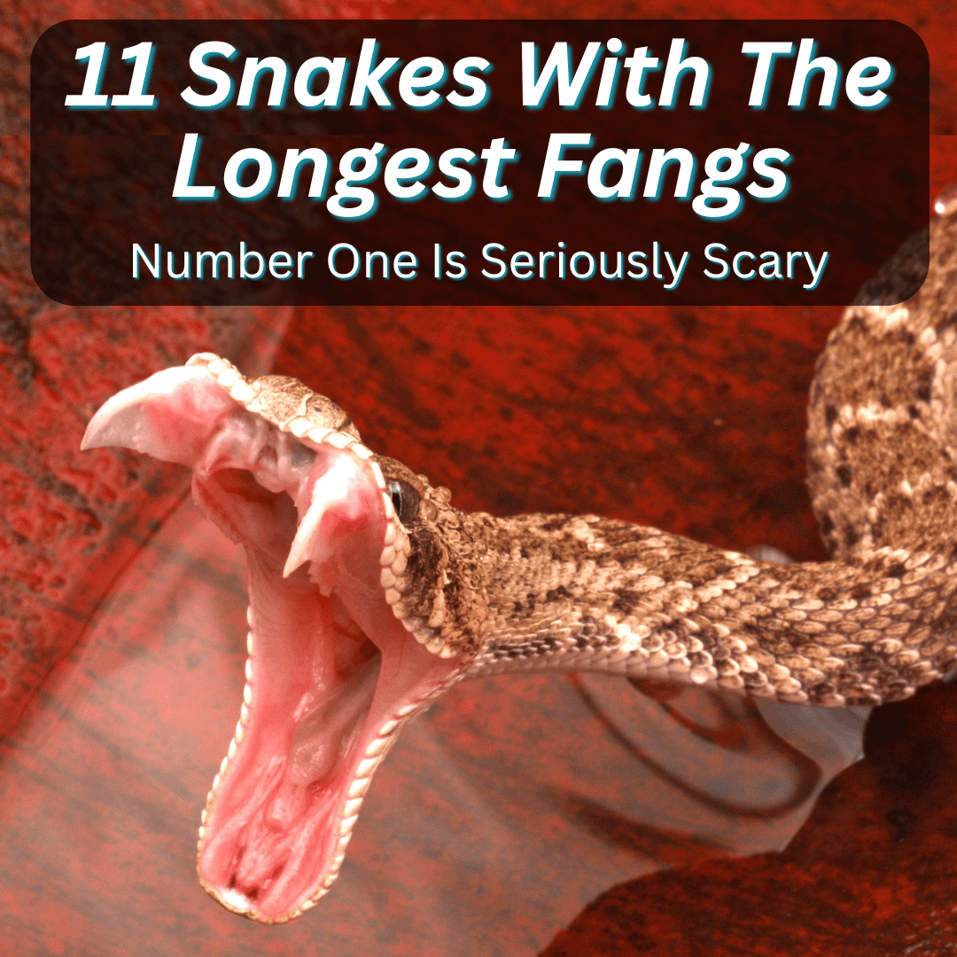 Snakes With The Longest Fangs