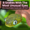 Snakes With The Most Unusual Eyes
