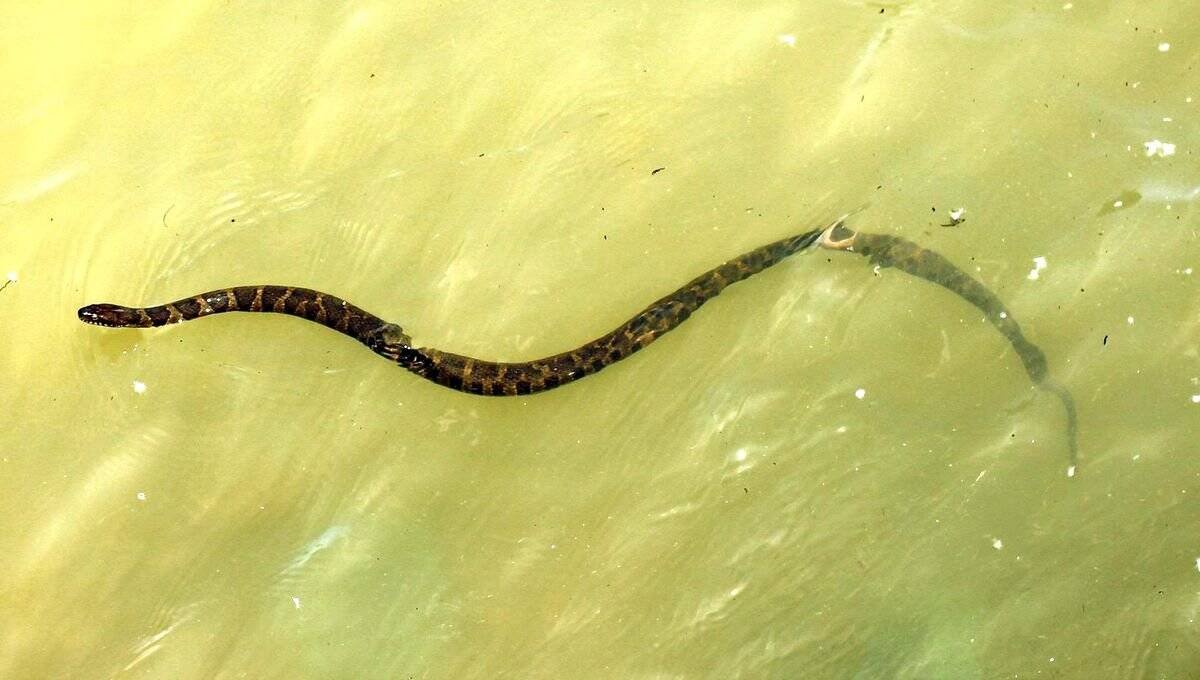 snake swimming in water