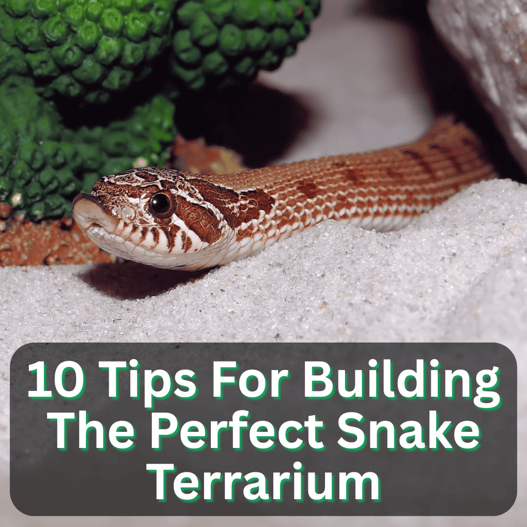 Tips For Building The Perfect Snake Terrarium