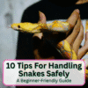 Tips For Handling Snakes Safely