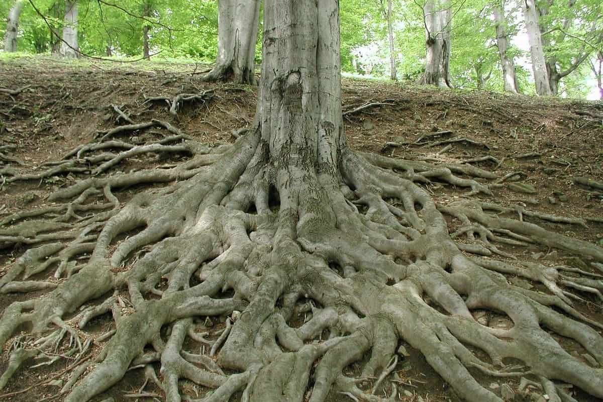 tree roots