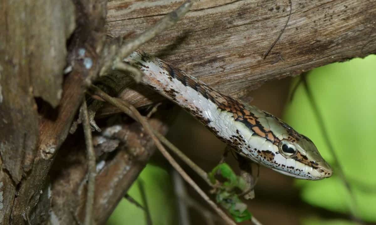twig snake