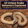 Unique Snake Behaviors Explained