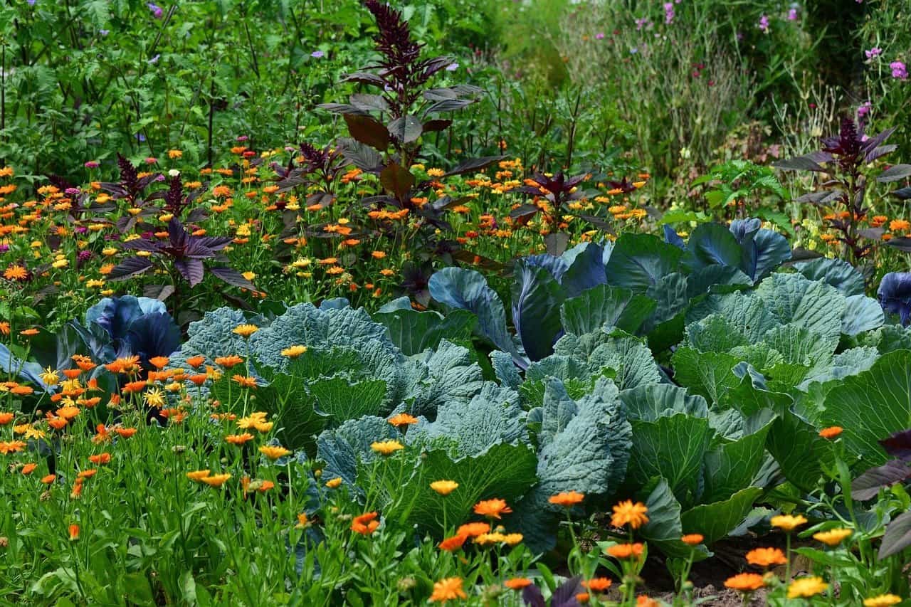 vegetable garden
