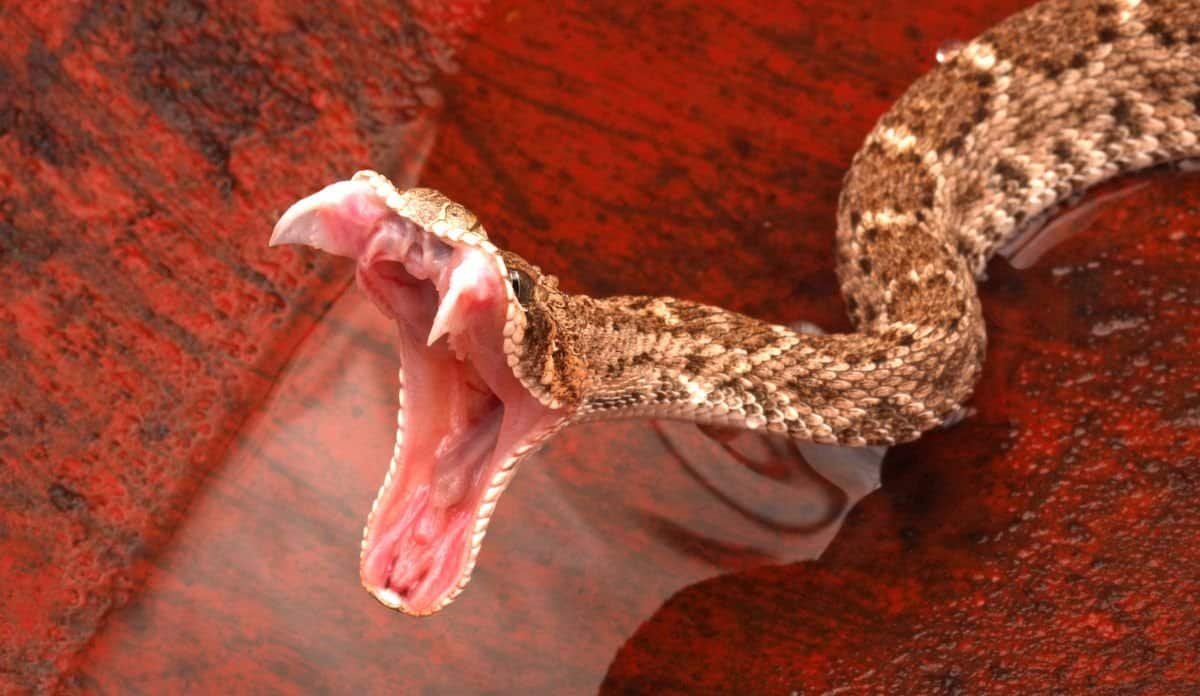 western diamondback rattlesnake fangs