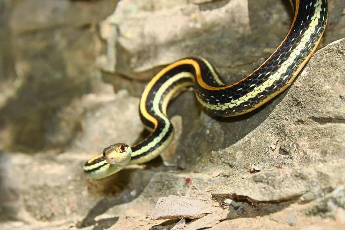 Western Ribbon Snake